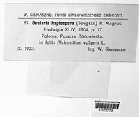 Ovularia haplospora image